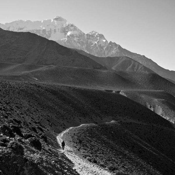 A árvore apanhadora de pipas