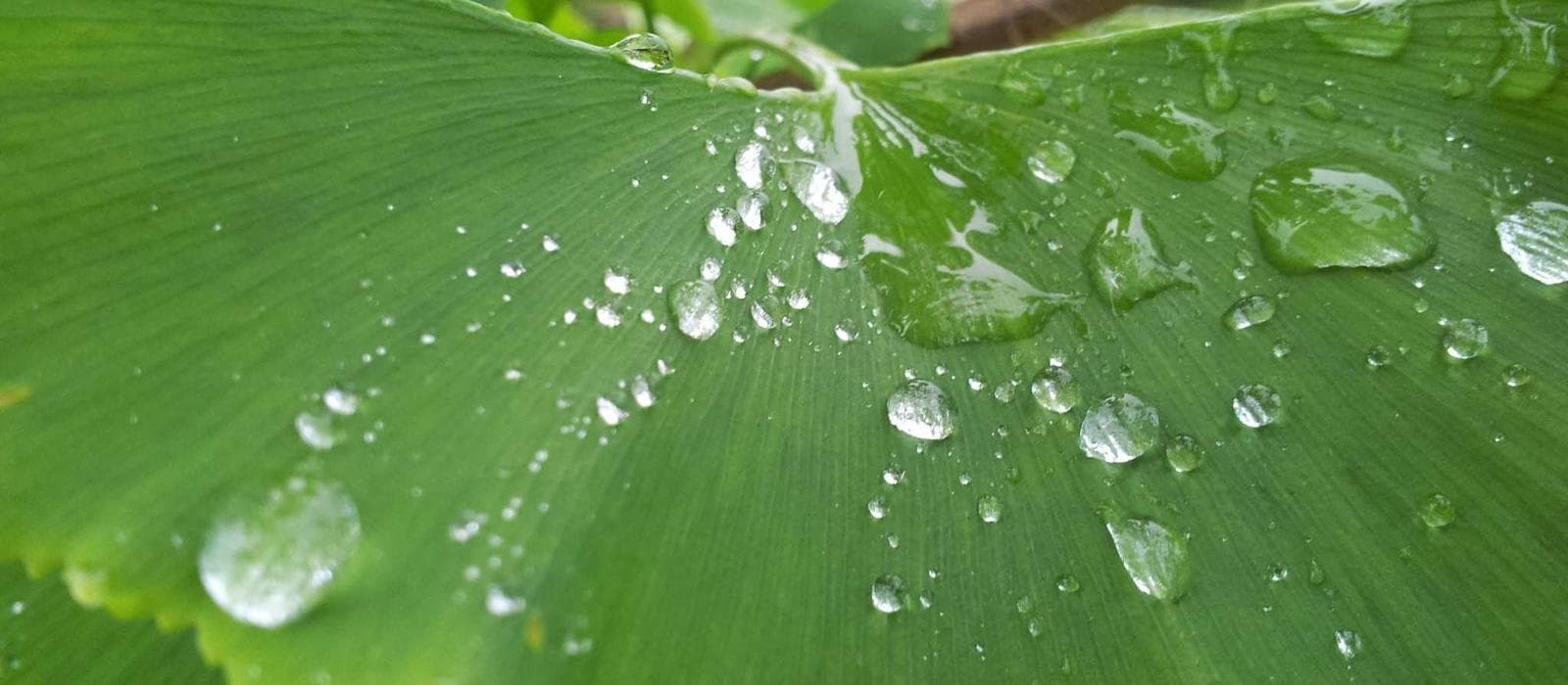 O elefante derrotado por um barbante