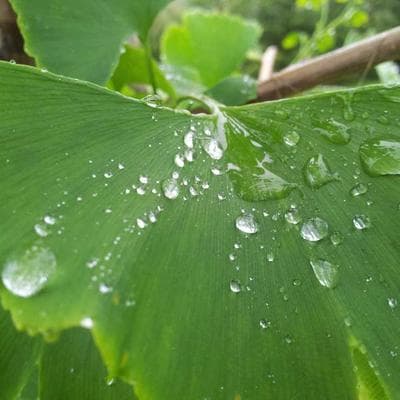 O elefante derrotado por um barbante