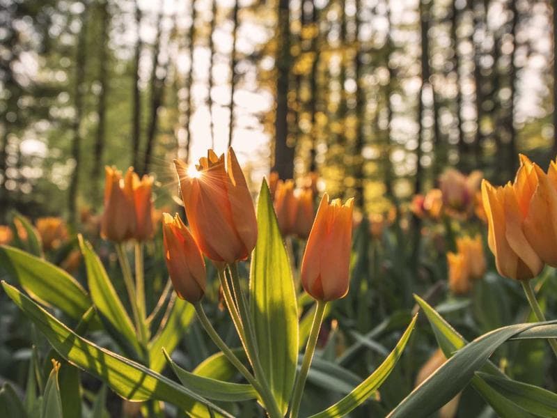 Jesus Acalma a Tempestade